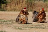 YORKSHIRE TERRIER 563
